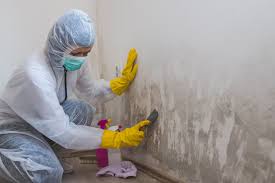 Best Mold Damage Restoration  in Genoa City, WI